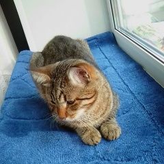 Фото: пропала кошка «Пропал кот помогите Ярославль» в г. Ярославль